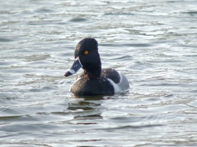 Ring-necked Duck ( male )