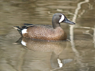 Blue-winged Teal (male )