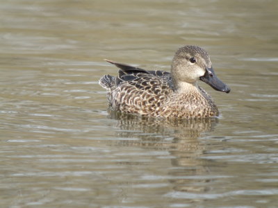 Blue-winged Teal (female )