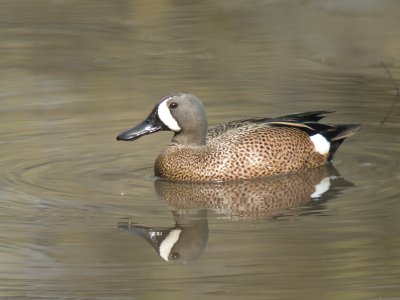 Blue-winged Teal (male )