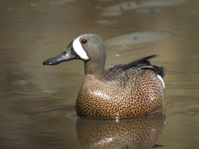 Blue-winged Teal (male )