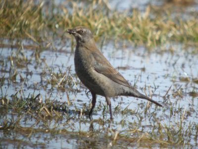 Rusty Blackbird (female)
