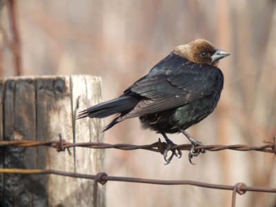 Brown-headed Cowbird