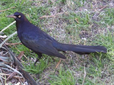 Great-tailed grackle