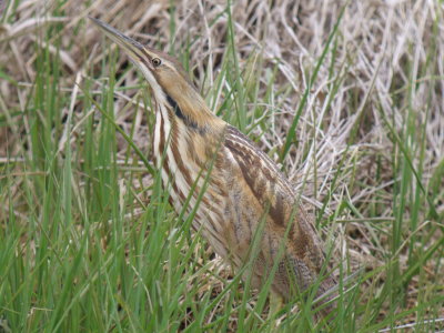 American Bittern