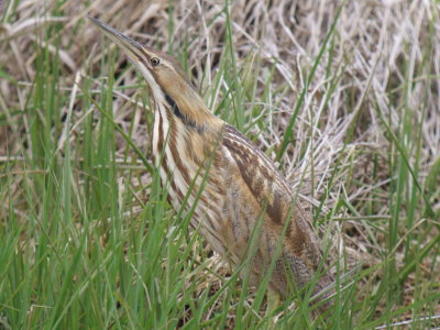 American Bittern