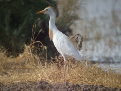 Cattle Egret