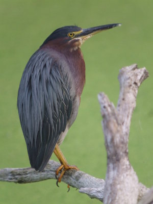 Green Heron