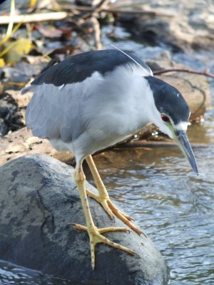 Black-crowned Night-Heron