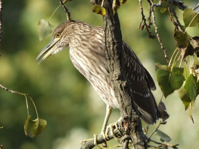 Black-crowned Night-Heron (juvenile)