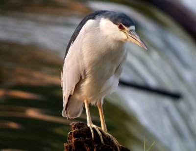 Black-crowned Night-Heron