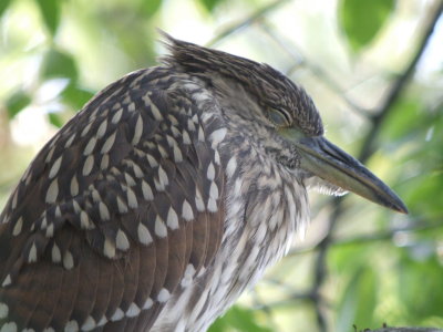 Black-crowned Night-Heron (juvenile)