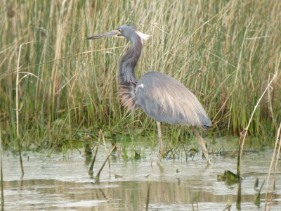 Tricolored Heron