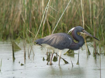 Tricolored Heron