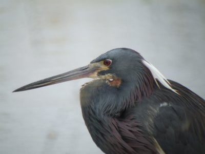 Tricolored Heron