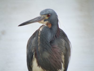Tricolored Heron