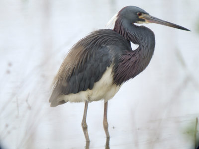 Tricolored Heron