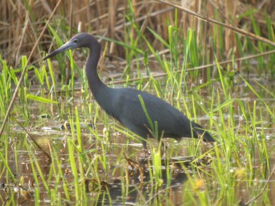 Little Blue Heron