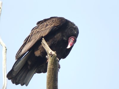 Turkey Vulture