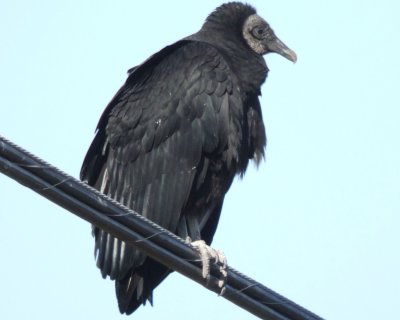 Black Vulture