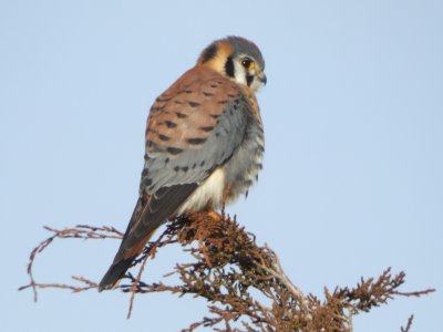 American Kestrel (male)