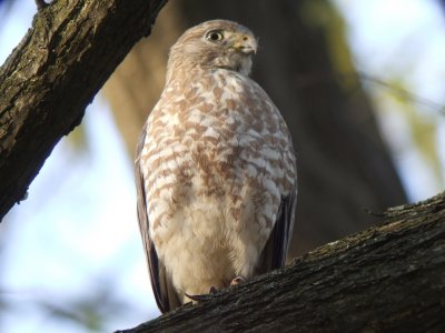 Broad-winged Hawk