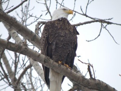 Bald Eagle