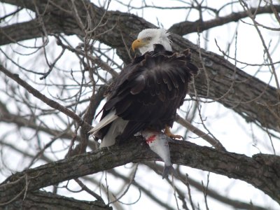 Bald Eagle