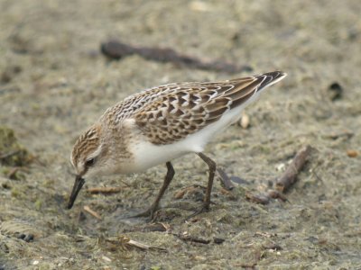 Semipalmated Sandpiper