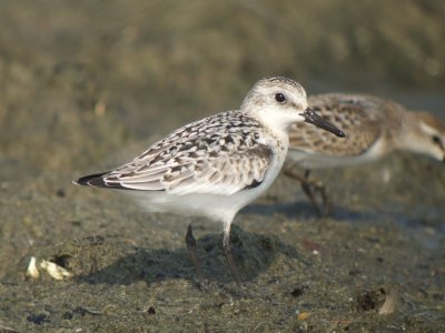 Sanderling