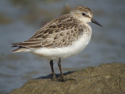 Semipalmated Sandpiper