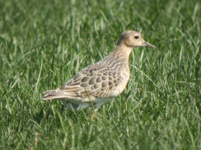 Buff-breasted Sandpiper