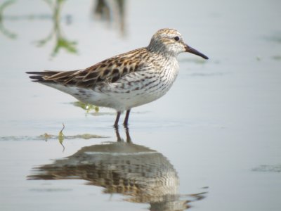 White-rumped Sandpiper