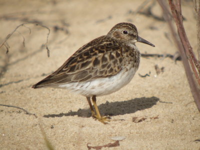 Least Sandpiper ( adult )