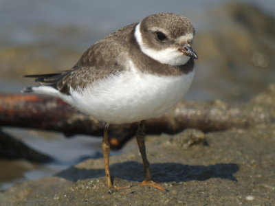 Semipalmated Plover