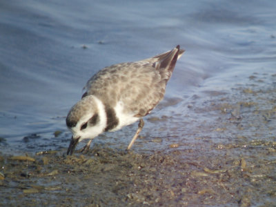 Snowy Plover