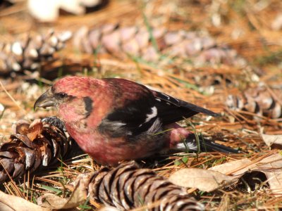 White-winged Crossbill (male)