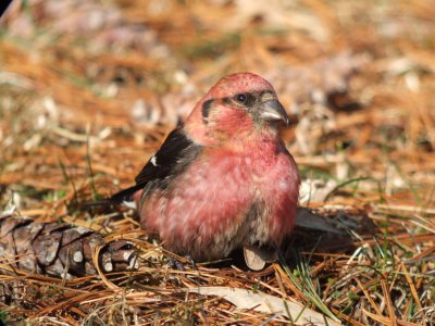 White-winged Crossbill (male)