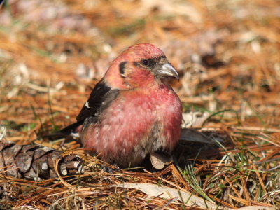 White-winged Crossbill (male)