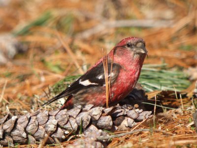 White-winged Crossbill (male)