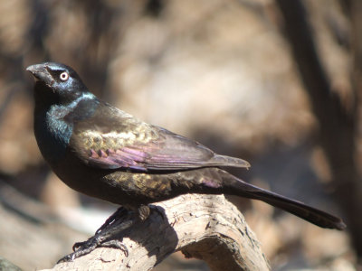 Common Grackle