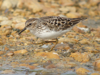 Least Sandpiper ( adult breeding )