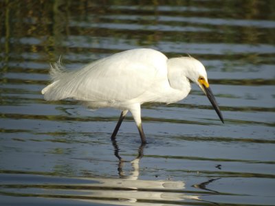 Snowy Egret