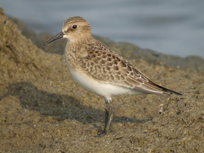 Bairds Sandpiper (juvenile )