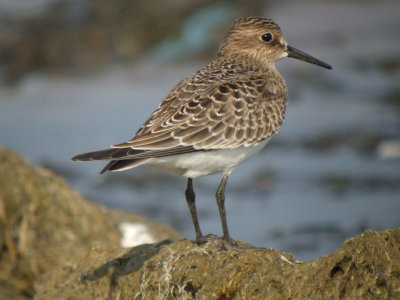 Baird's Sandpiper (juvenile )