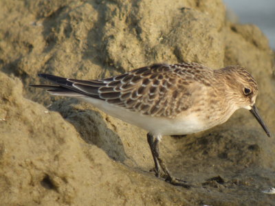 Baird's Sandpiper (juvenile )