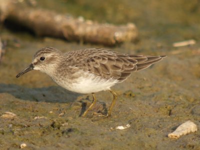 Least Sandpiper ( adult non breeding )