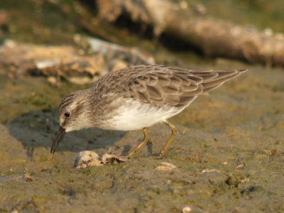 Least Sandpiper ( adult non breeding )