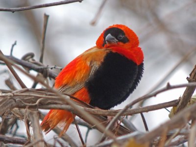 Orange Bishop ( Euplectes franciscanus ) male Escape/released bird