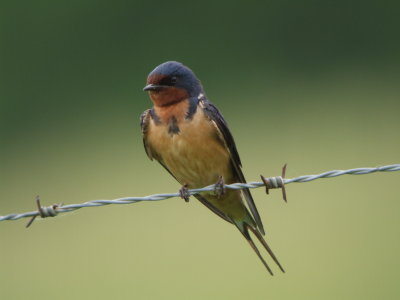 Barn Swallow